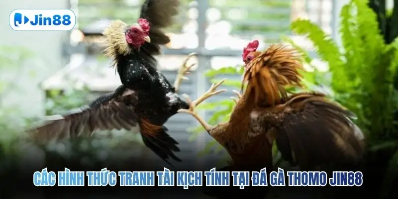 Đá Gà Thomo JIN88 – Quy Tụ 10+ Trận Đấu Mỗi Ngày - hình ảnh - jin88.it.com Đá Gà Thomo JIN88 – Quy Tụ 10+ Trận Đấu Mỗi Ngày - hình ảnh - jin88.it.com