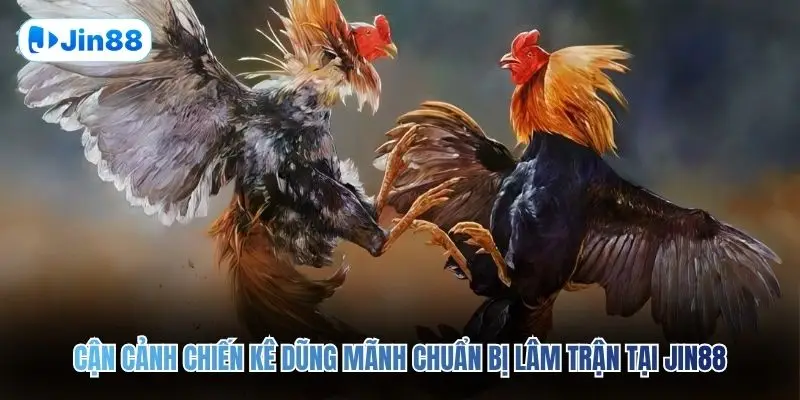 Đá Gà Cựa Sắt JIN88 – Đấu Trường Chân Thực Top 1 2026 - hình ảnh - jin88.it.com Đá Gà Cựa Sắt JIN88 – Đấu Trường Chân Thực Top 1 2026 - hình ảnh - jin88.it.com