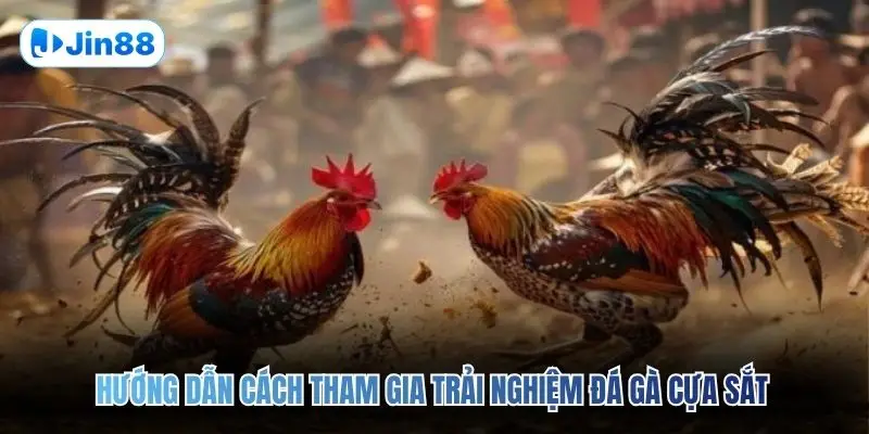 Đá Gà Cựa Sắt JIN88 – Đấu Trường Chân Thực Top 1 2026 - hình ảnh - jin88.it.com Đá Gà Cựa Sắt JIN88 – Đấu Trường Chân Thực Top 1 2026 - hình ảnh - jin88.it.com