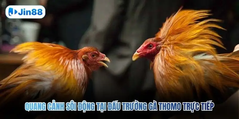 Đá Gà Thomo JIN88 – Quy Tụ 10+ Trận Đấu Mỗi Ngày - hình ảnh - jin88.it.com Đá Gà Thomo JIN88 – Quy Tụ 10+ Trận Đấu Mỗi Ngày - hình ảnh - jin88.it.com